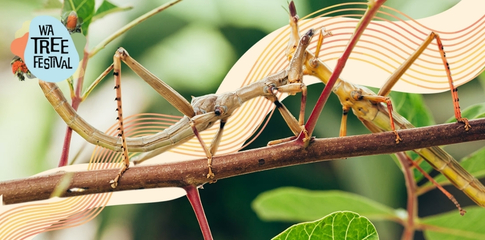 mini beast workshop, stick insect