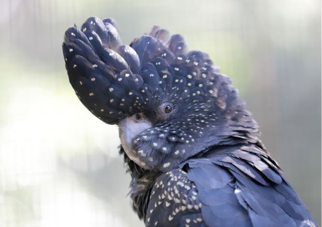 black-cockatoo.jpg