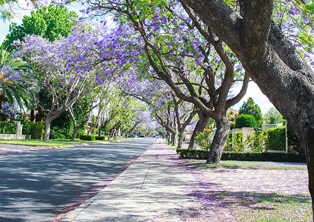 jacaranda-street-tree-applecross-road.jpg