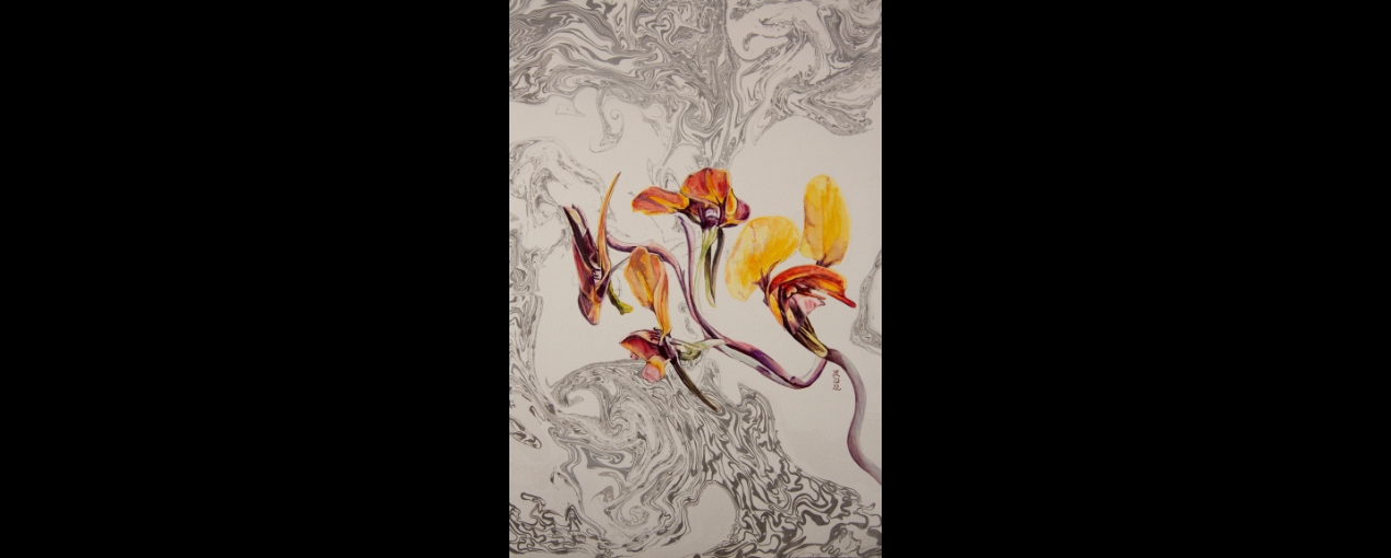 'Donkey Orchids' by Judy Rogers (2023, watercolour and ink on board)